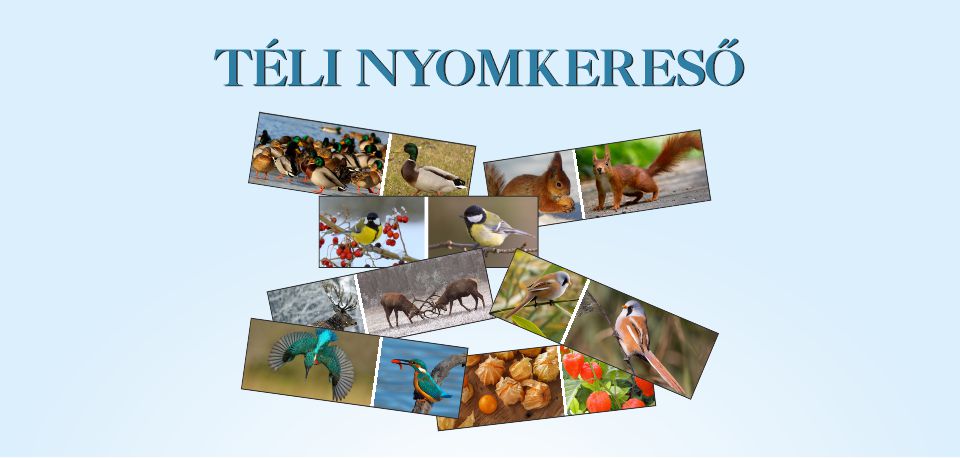 Téli nyomkereső